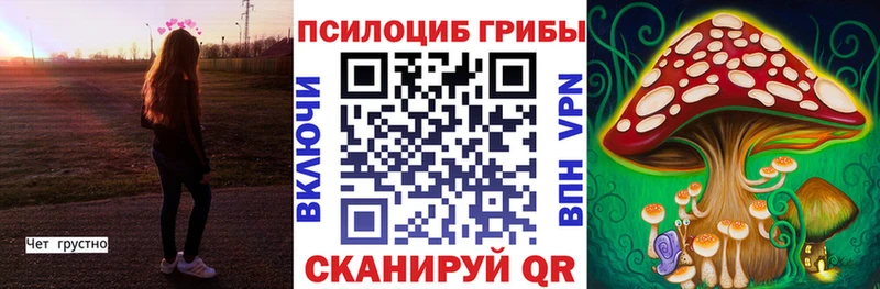 Псилоцибиновые грибы Psilocybe  Купить закладки  Кашин 